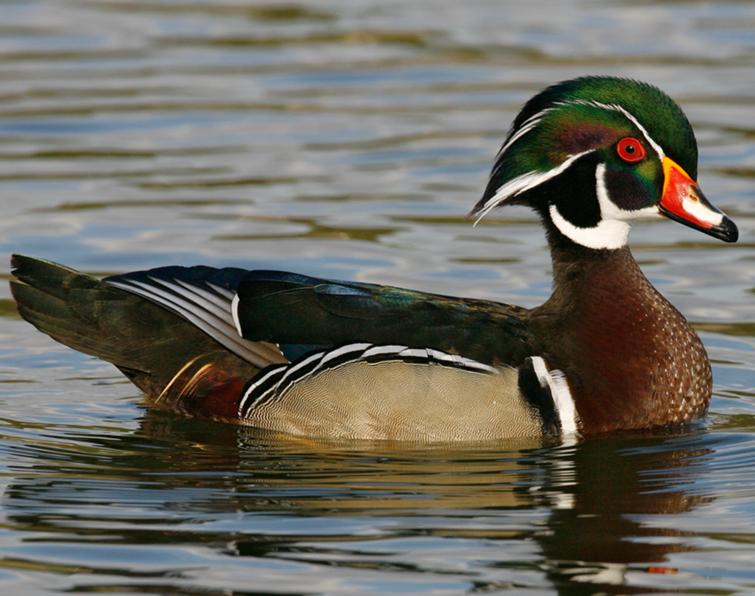 Image of Wood Duck