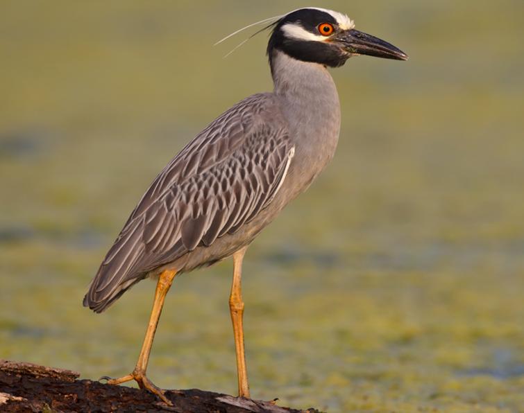 Image of Yellow-crowned Night-Heron