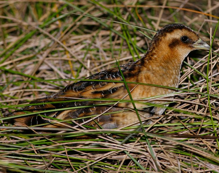 Image of Yellow Rail