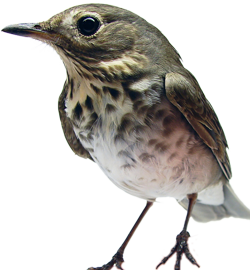 Swainson's Thrush