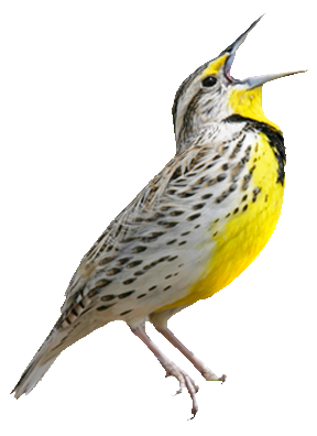 Western Meadowlark singing a song