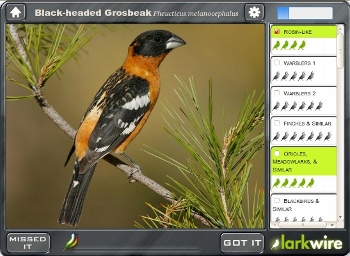 Black-headed Grosbeak in Field game