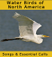 Water Birds of North America songpack
