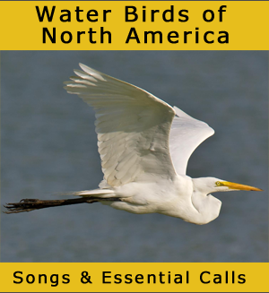Land Birds of North America songpack